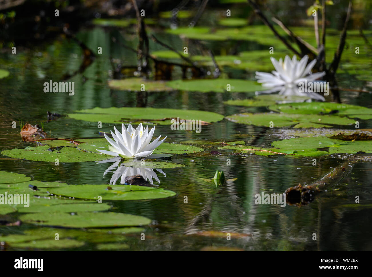 White waterlily flowers in a lily pond. Sheldon Lake State Park. Houston, Texas, USA. Stock Photo
