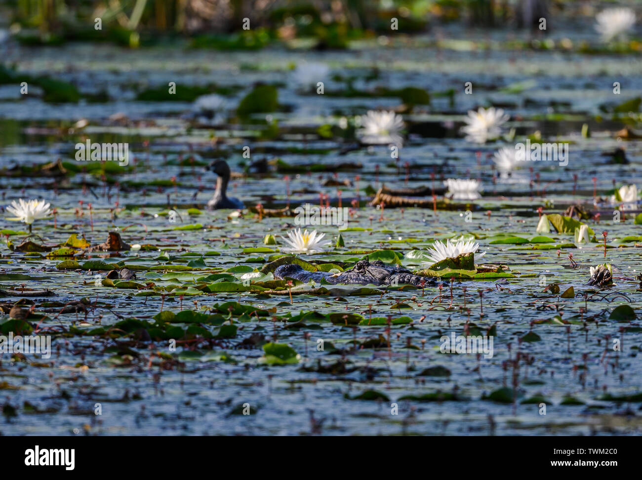 An alligator slowly approaching a Pied Grebe in a lily pond. Sheldon Lake State Park. Houston, Texas, USA. Stock Photo