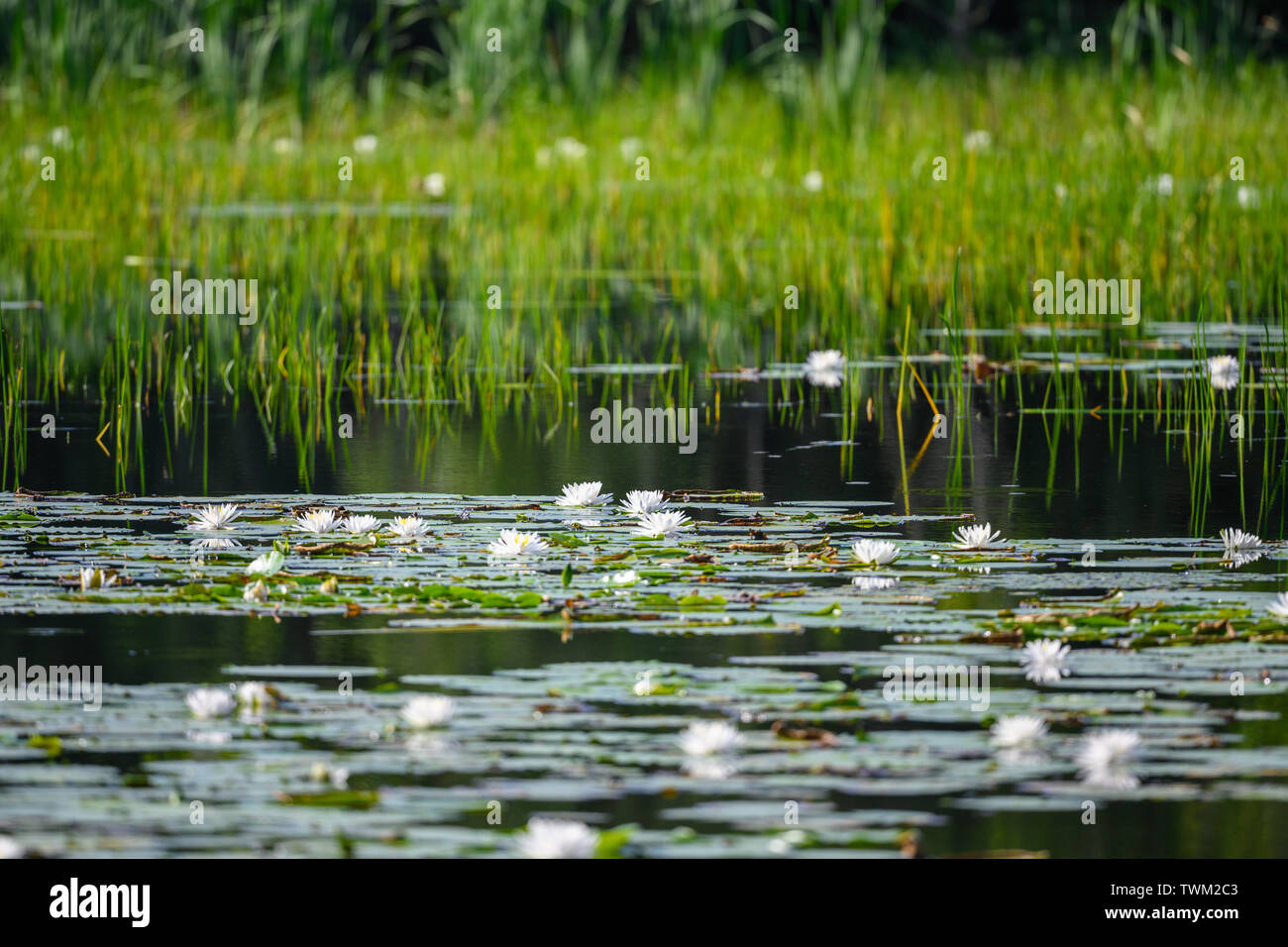 White waterlily flowers in a lily pond. Sheldon Lake State Park. Houston, Texas, USA. Stock Photo