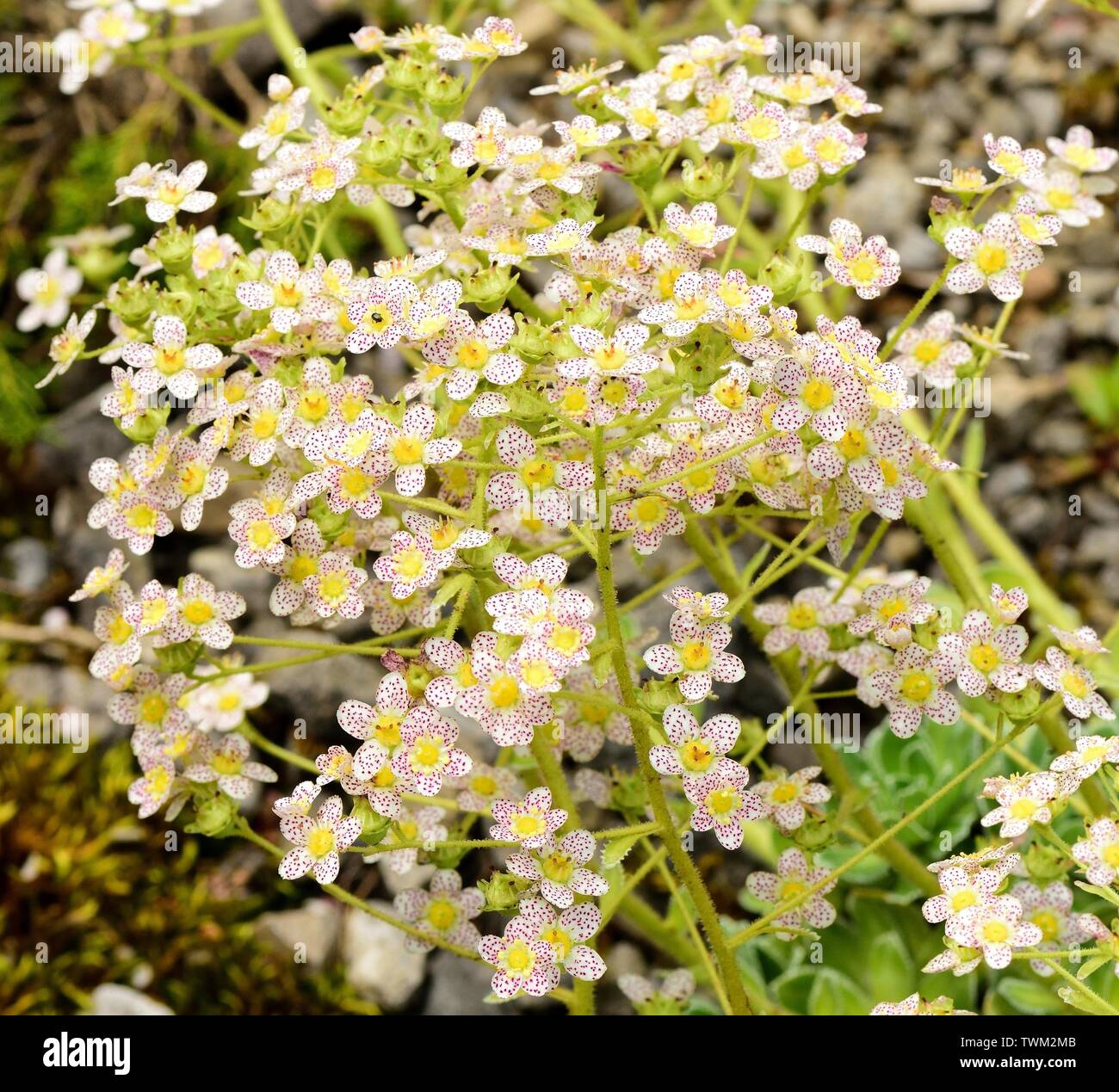 The dotted flowers of Saxifraga Doctor Clay. Stock Photo