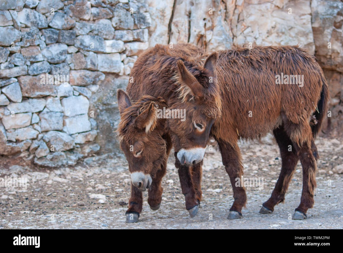 Portrait of two brown donkeys during courtship Stock Photo Alamy