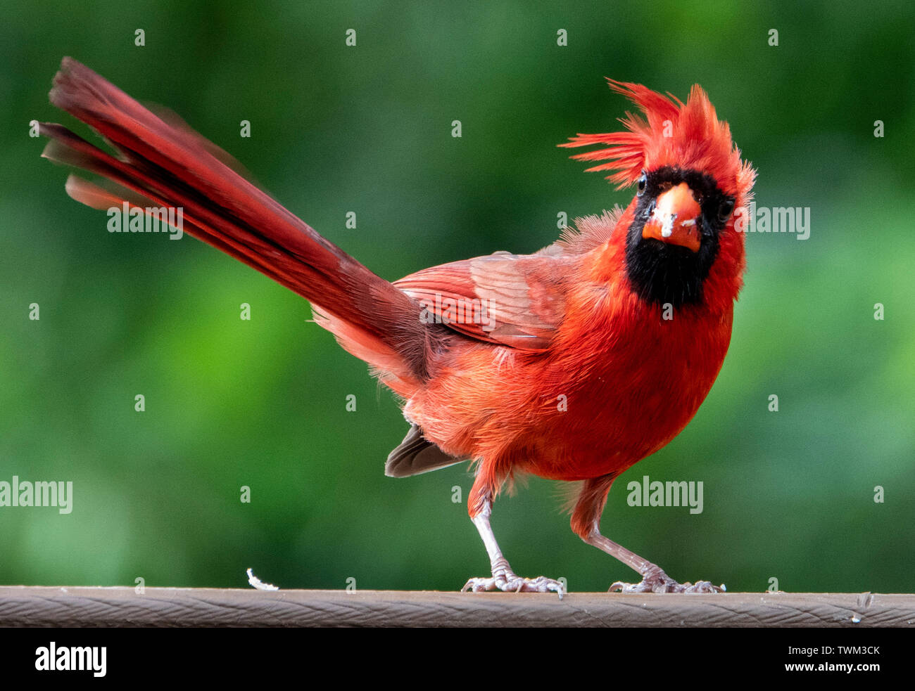 Bad hair day Stock Photo