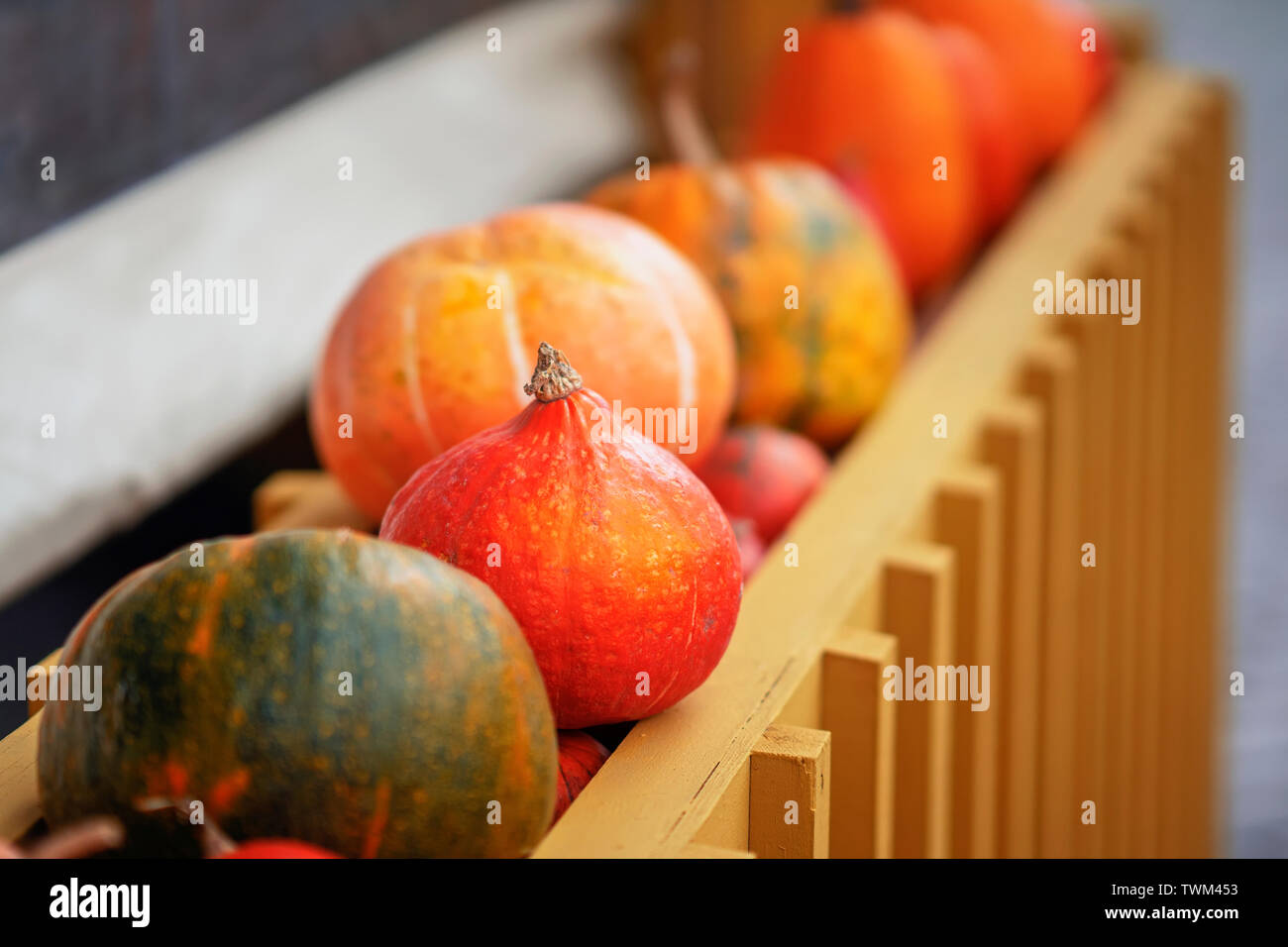 Ripe orange organic pumpkin in a row close-up, selectiv focus. Thanksgiving Day concept. Autumn, fall background Stock Photo