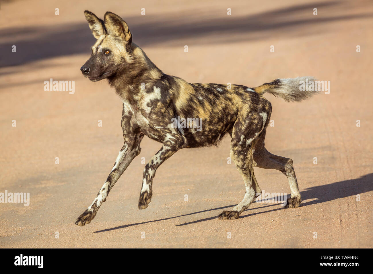 African wild dog running on gravel road in Kruger National park, South