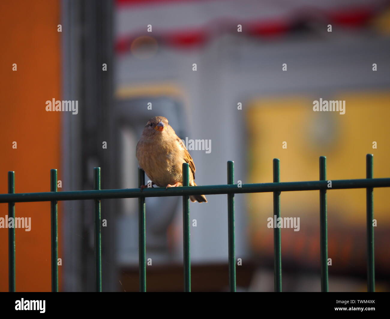 Sparrow on a fence Stock Photo