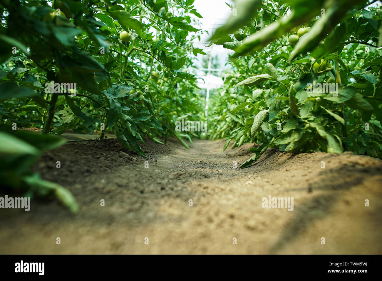 Red and green tomatoes on the greenhouse farm Stock Photo - Alamy