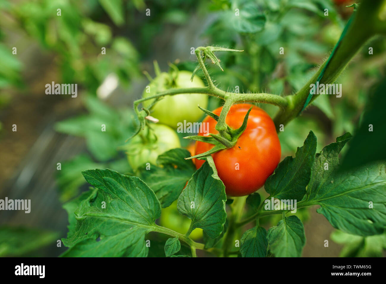 Red and green tomatoes on the greenhouse farm Stock Photo - Alamy