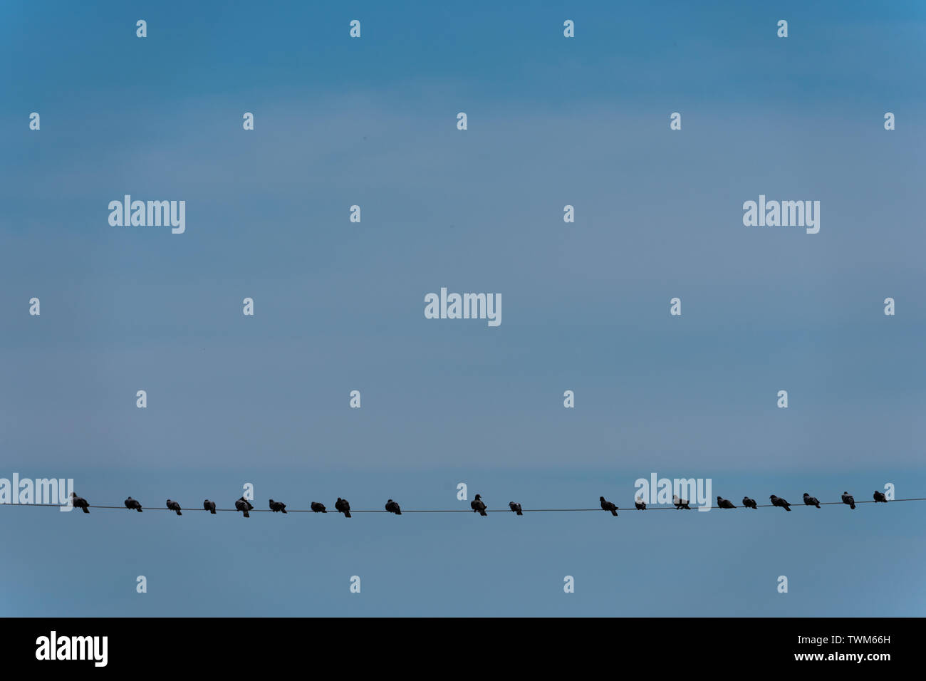 group of birds hold power line with blue sky background Stock Photo - Alamy