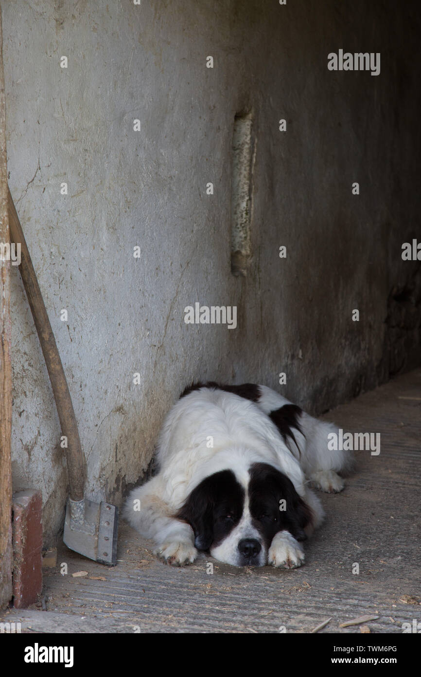 A tired Newfoundland Landseer dog rests in his barn at his farm home in Aargau, Switzerland. Stock Photo