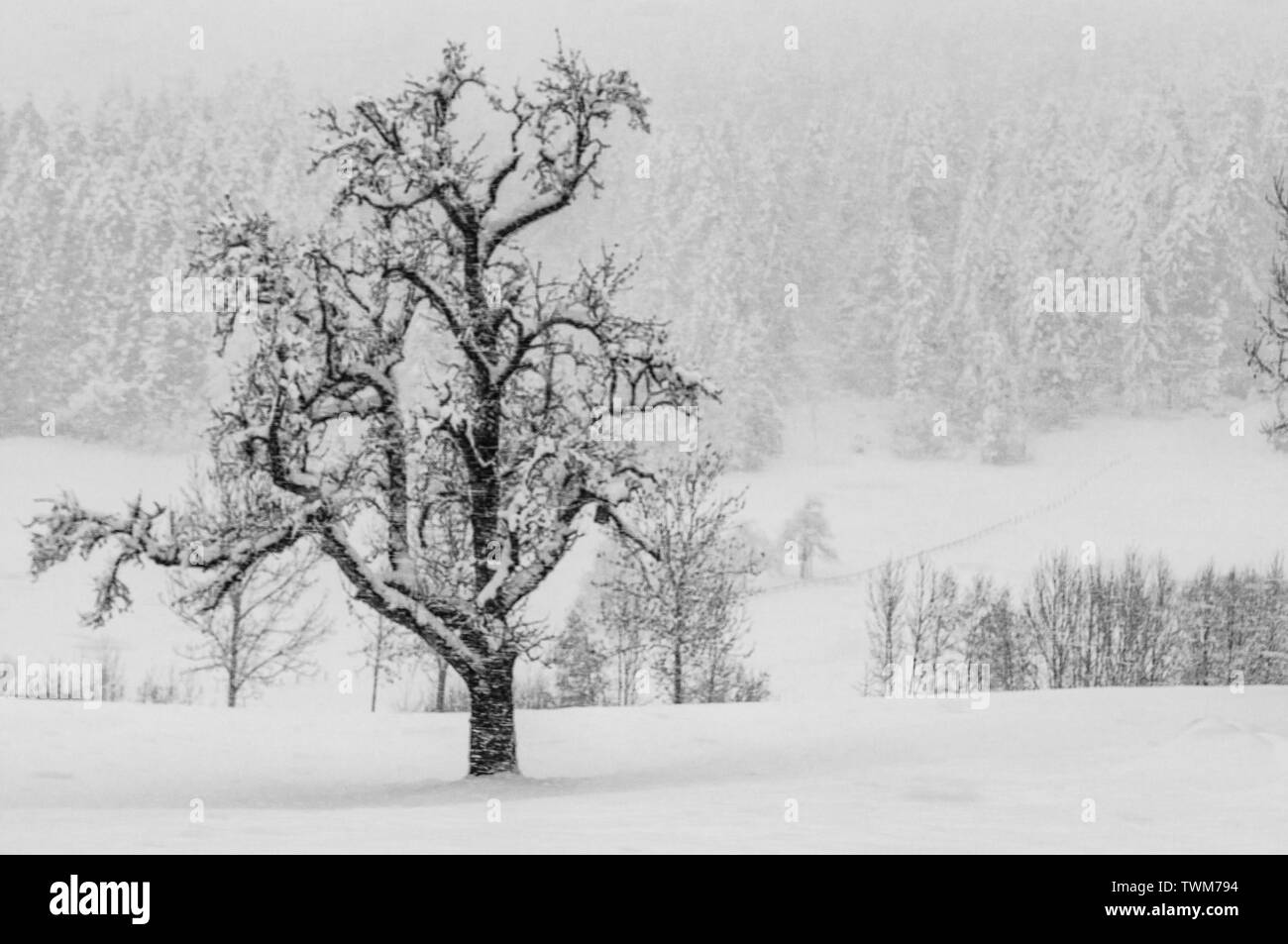 A lone tree covered with snow is standing whereas heavy snowfall in Germany almost made the other trees invisible. A B&W artistic impression. Stock Photo