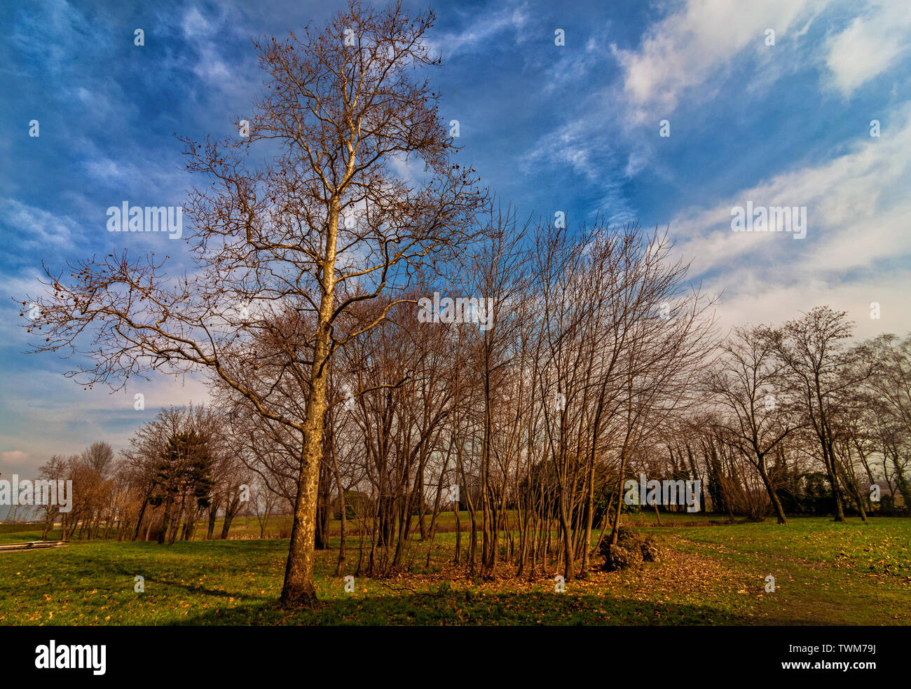 An Italian Countryside landscape on a bright sunny afternoon when the trees are kissing the deep blue sky with white clouds floating around.winter of Stock Photo