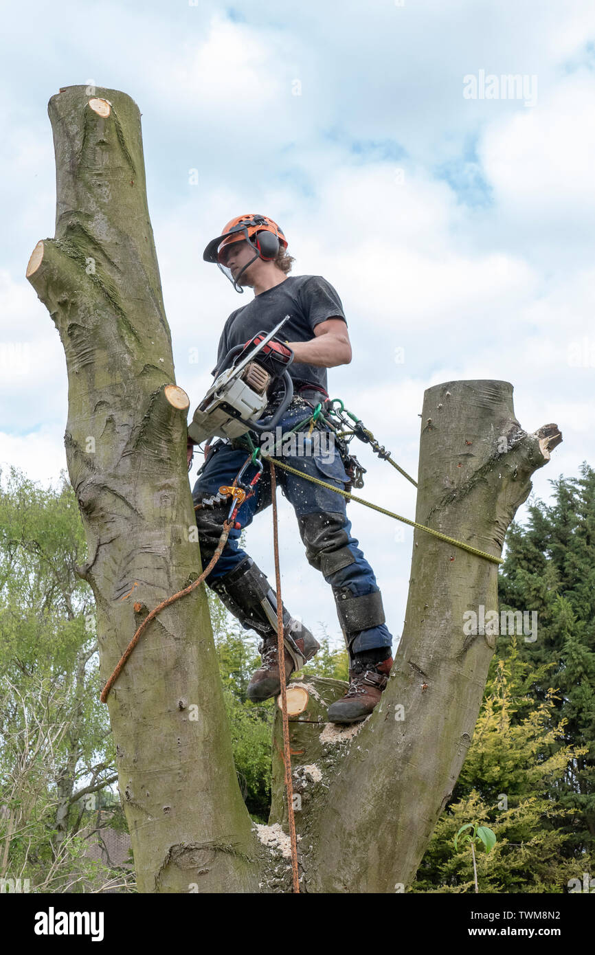 Arborist or Tree Surgeon checking a tree stem before cutting it. Stock Photo