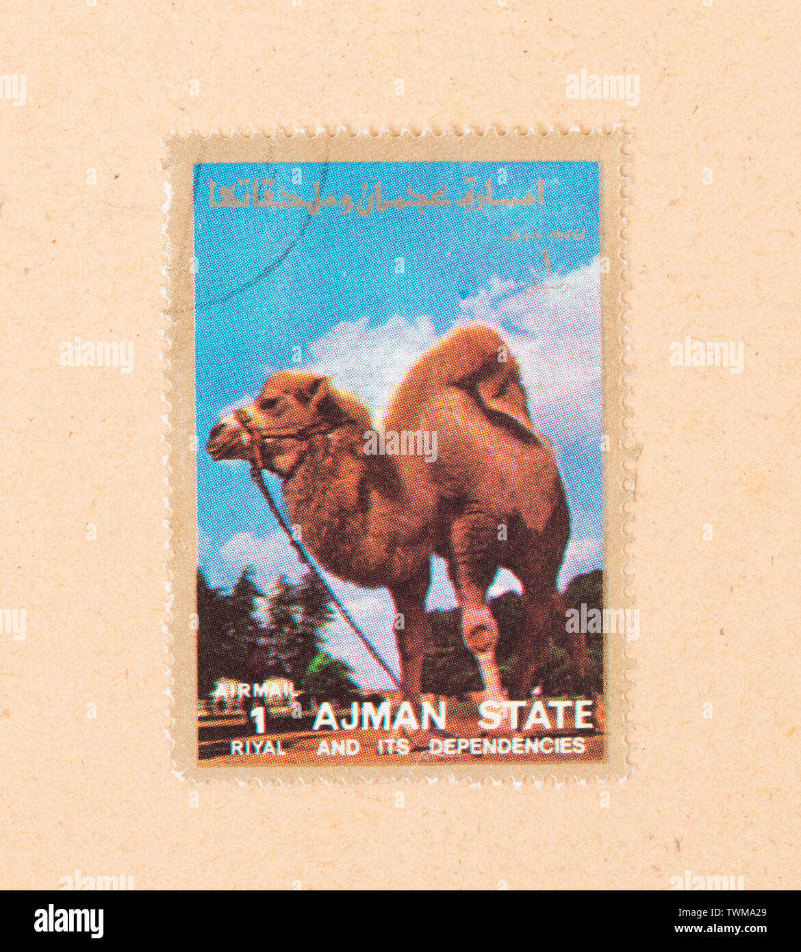 UNITED ARAB EMIRATES - CIRCA 1980: A stamp printed in the UAE shows a camel,  circa 1980 Stock Photo - Alamy