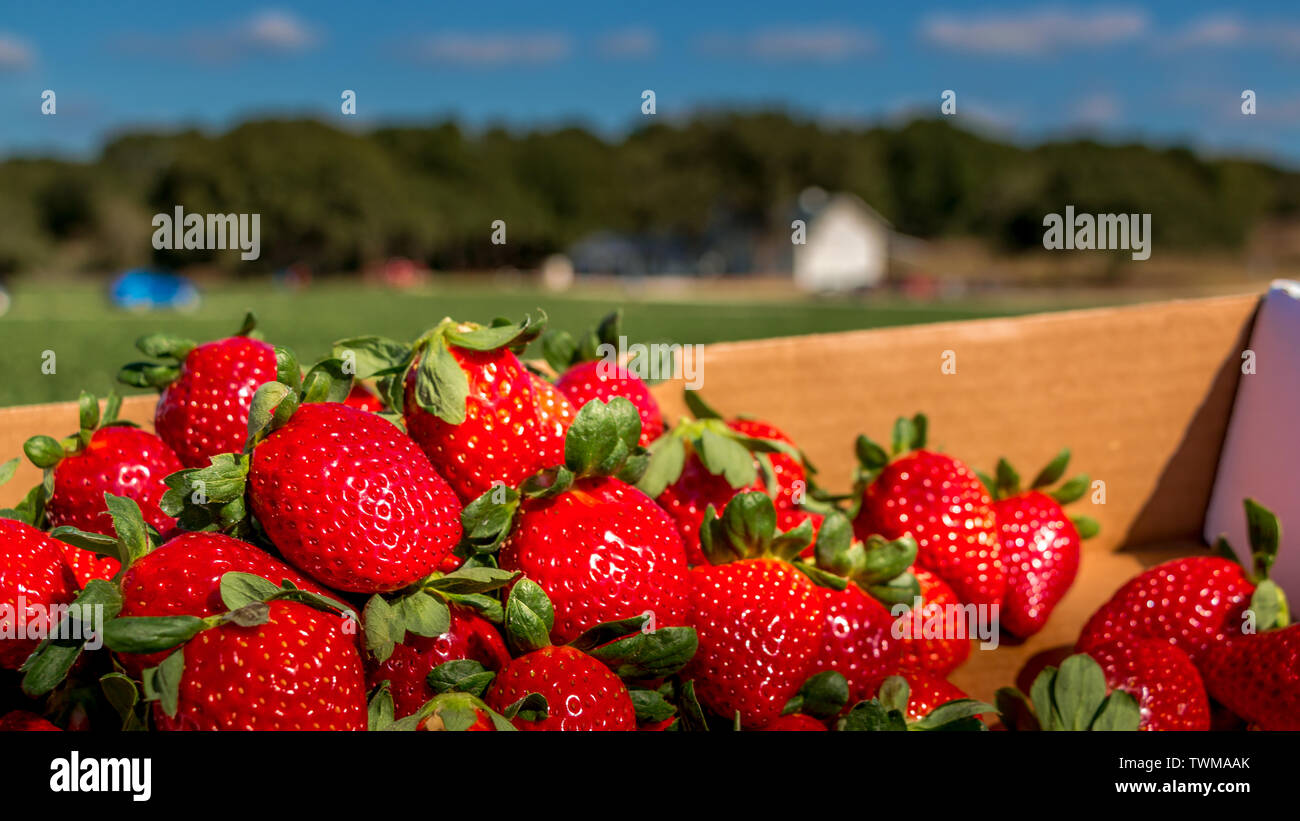 Strawberries on vine hi-res stock photography and images - Alamy
