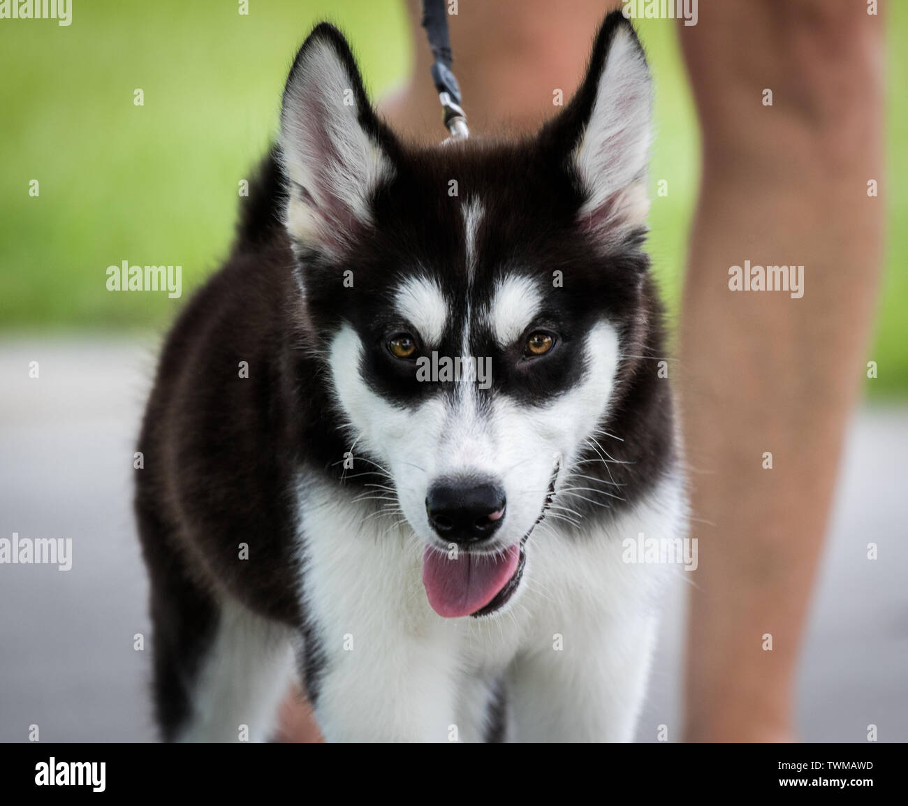 Husky puppy walking on a leash outdoors Stock Photo Alamy