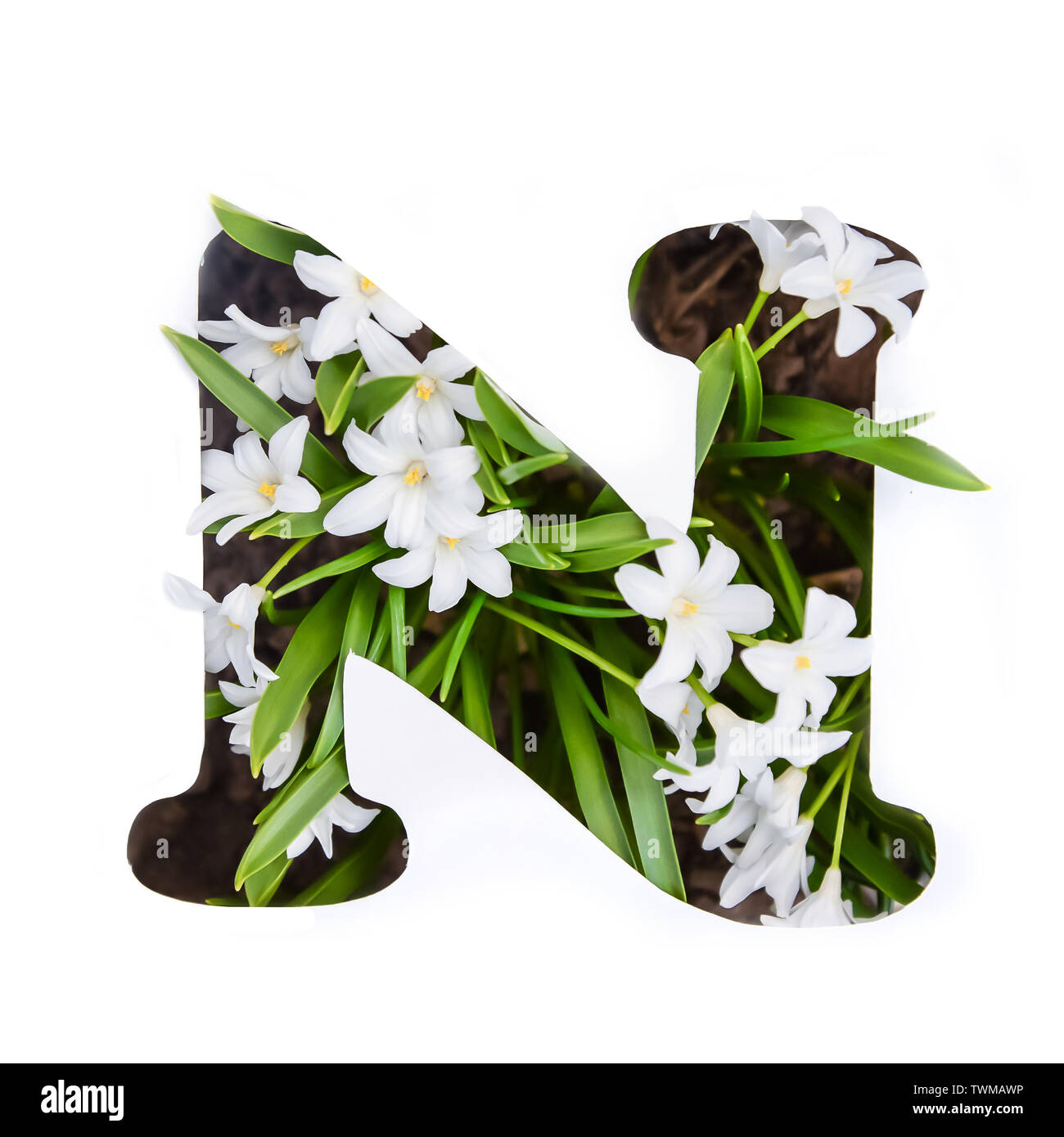 The letter N of the English alphabet of small white chionodoxa ...