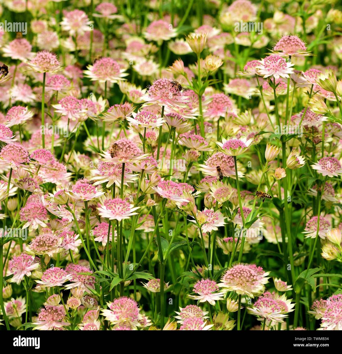 A clump of Astrantia Buckland attracting bees. Stock Photo