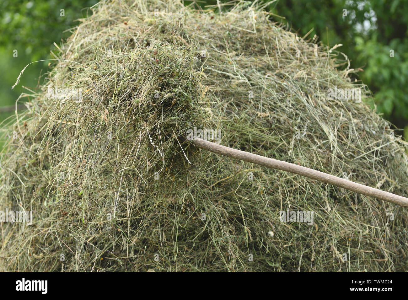 Haystack rakes and forks on meadow in the village Stock Photo Alamy