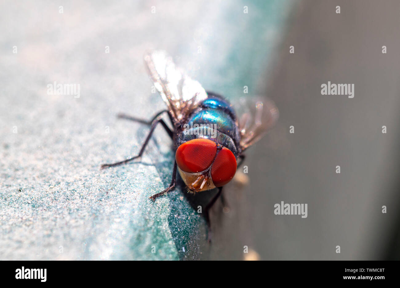 Israeli Fly Insect the fly are part of Israels wildlife Stock Photo - Alamy