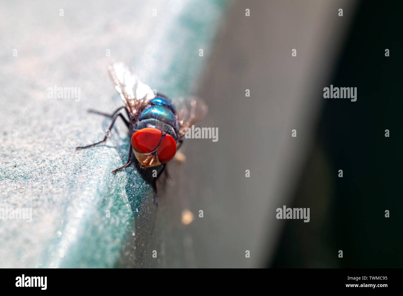 Israeli Fly Insect the fly are part of Israels wildlife Stock Photo - Alamy