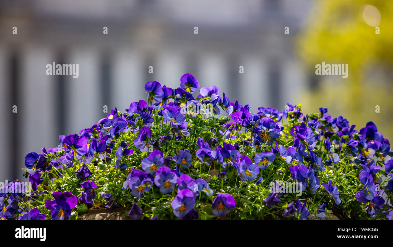 Pansies pot hires stock photography and images Alamy