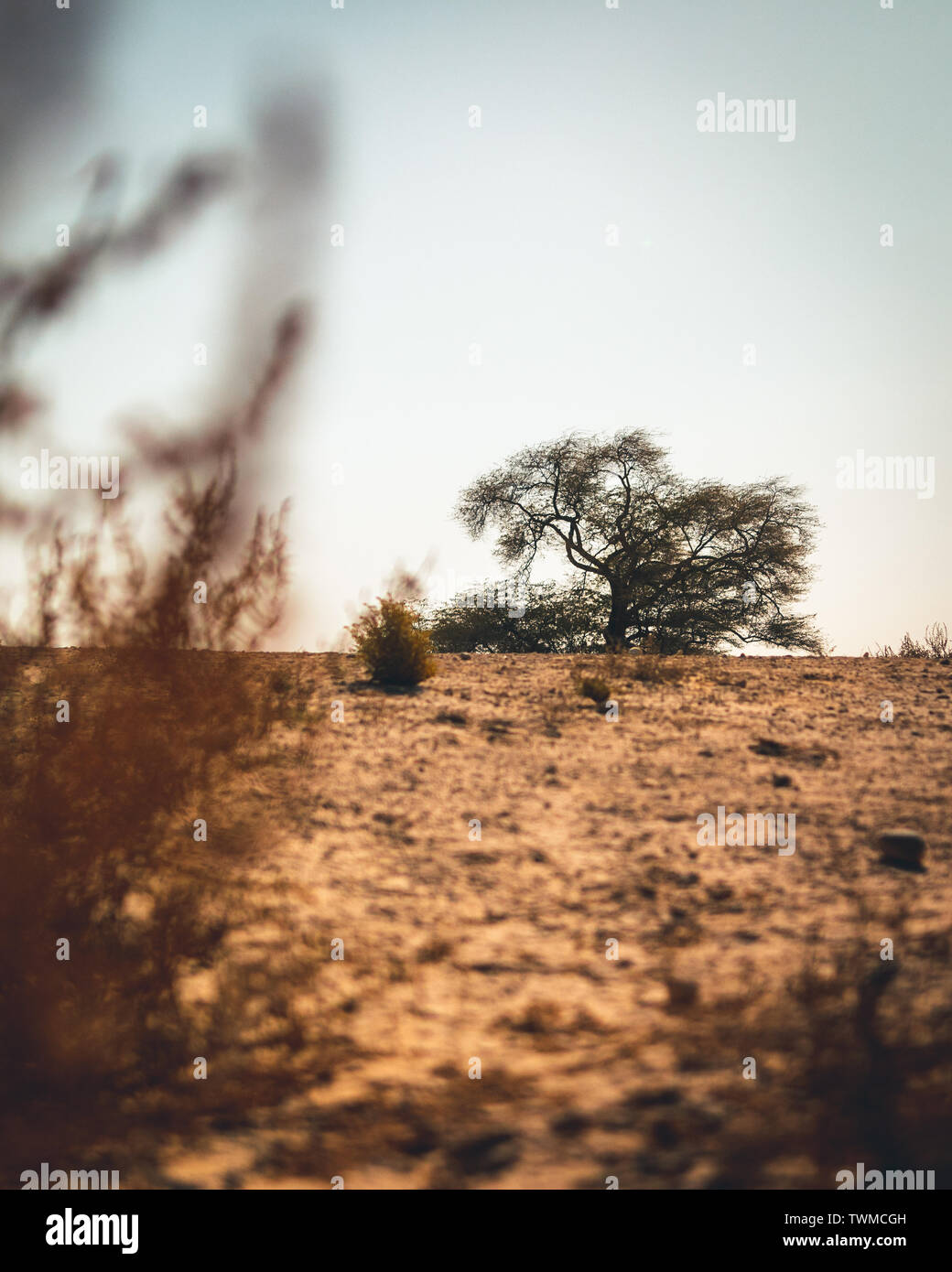 Tree of life Bahrain Stock Photo