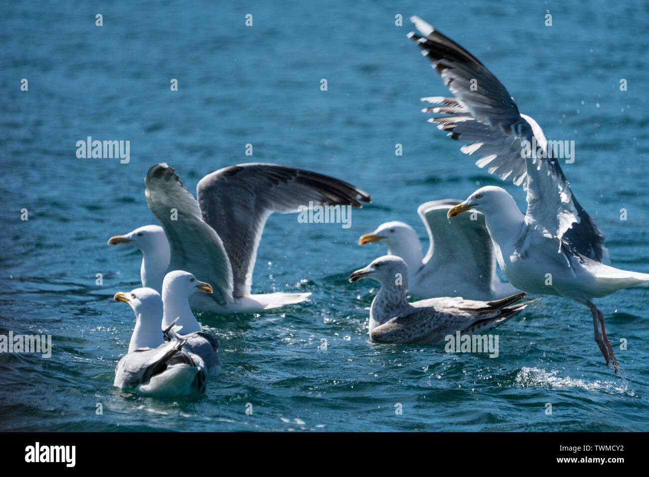 Group of Herring Gulls (Larus argentatus) gathering on surface of sea