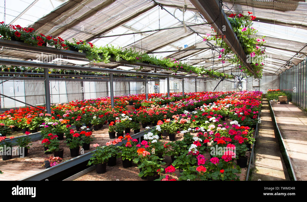 Indoor shot of a greenhouse full of flowers Stock Photo