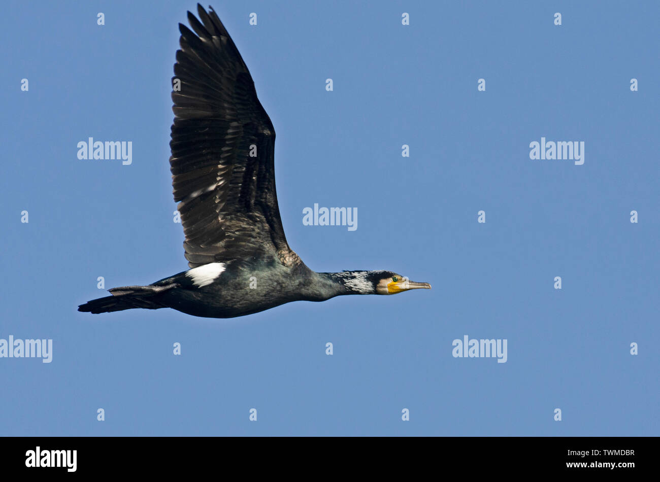 Great Cormorant Phalacrocorax carbo adult breeding in flight North Norfolk  spring Stock Photo