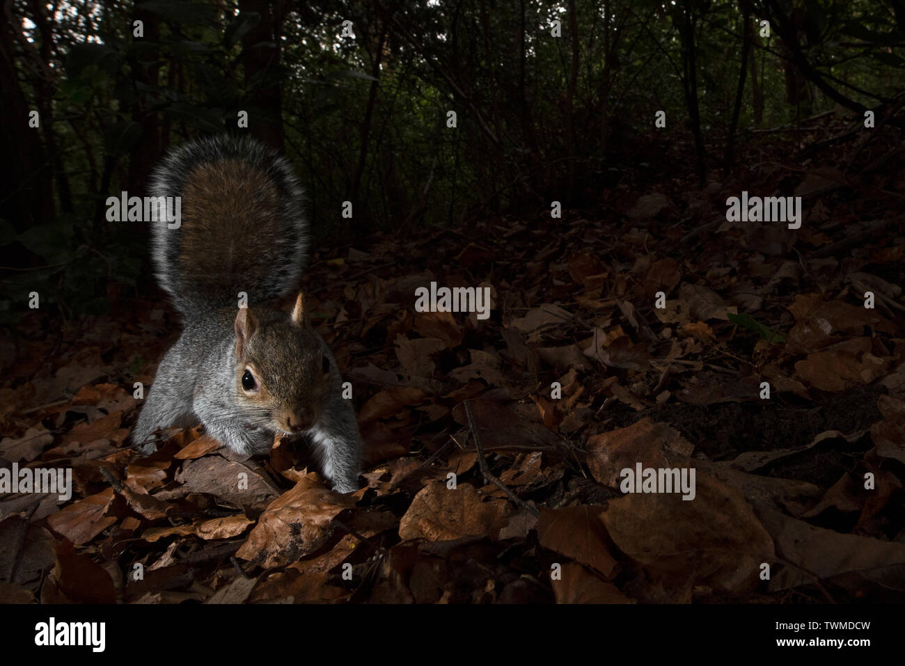 Grey Squirrel Sciurus carolinensis in woodland Kent Stock Photo