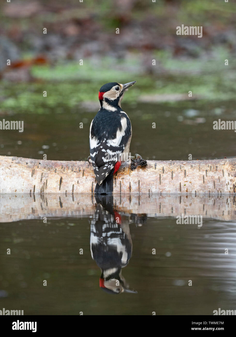 Great spotted Woodpecker  Dendrocopos major male North Norfolk winter Stock Photo
