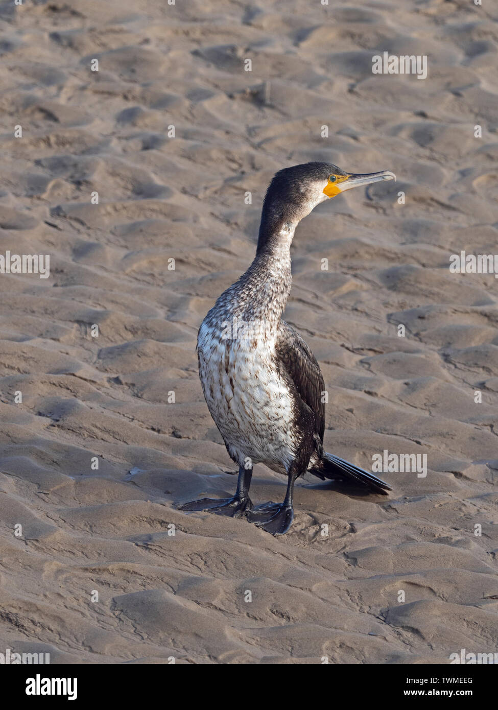 Great Cormorant Phalacrocorax carbo immature North Norfolk February Stock Photo