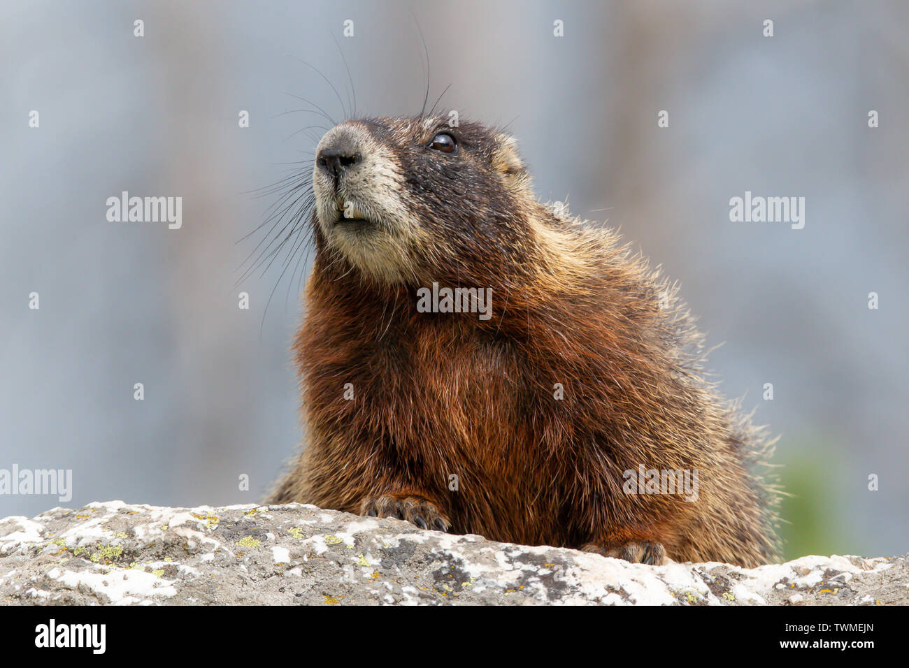 A yellow-bellied marmot  (Marmota flaviventris) watches hikers on the Jenny Lake Trail in Grand Tetons National Park, Wyoming, USA. Stock Photo