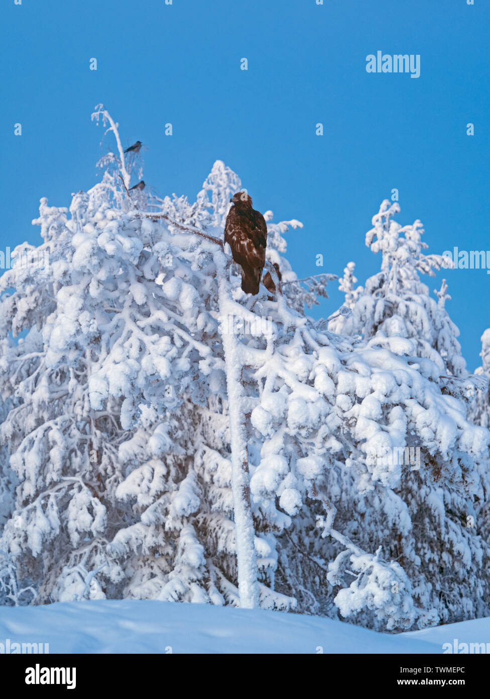 Golden Eagle Aquila Chrysaetos Northern Finland In Mid