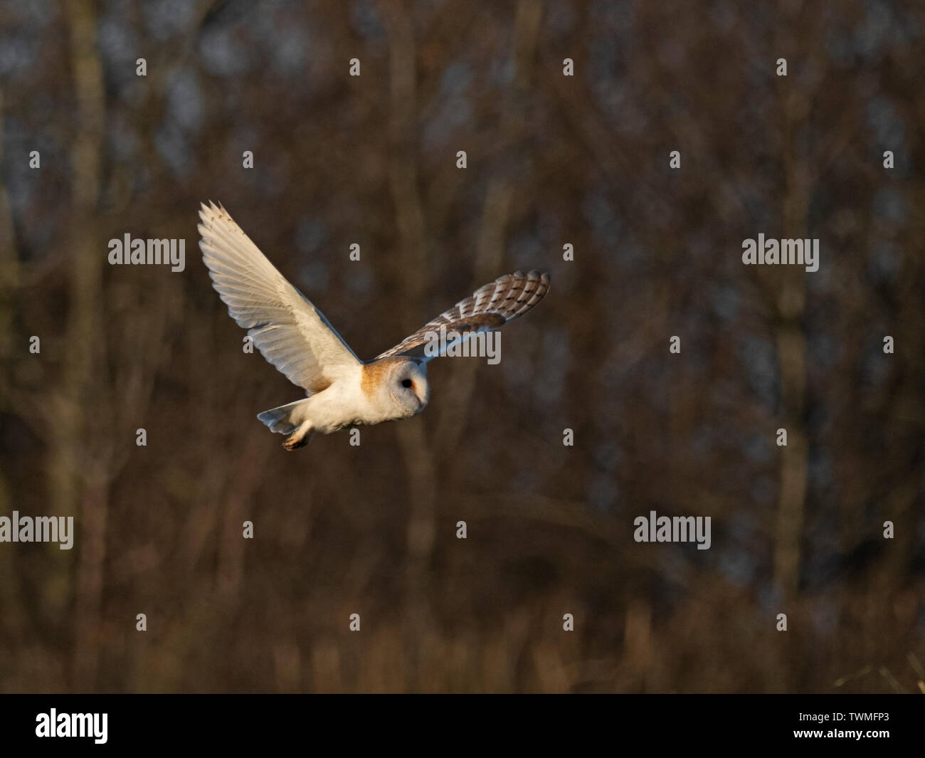 Barn Owl hunts over a meadow close to Holt North Norfolk in warm spring like weather UK Stock Photo