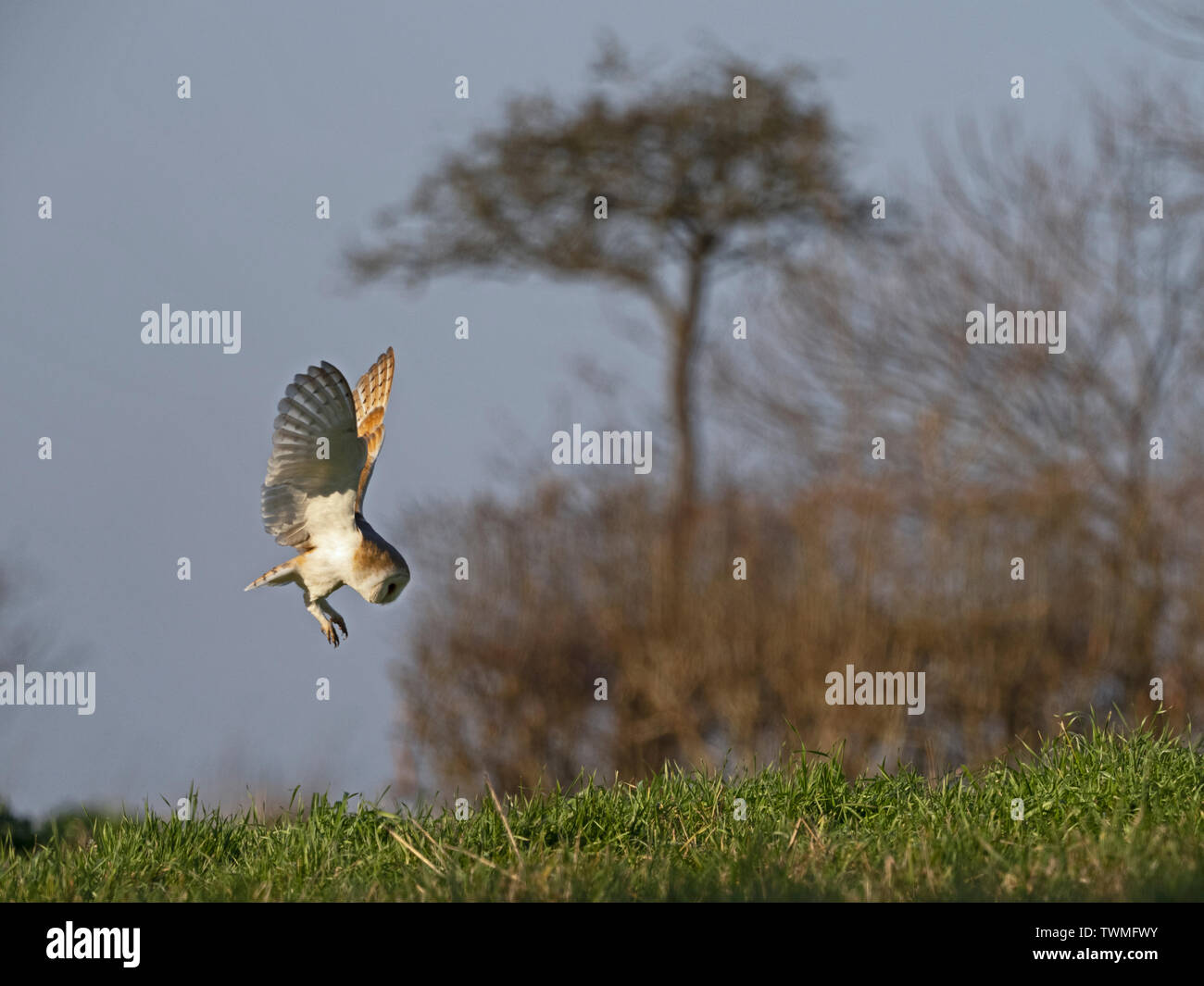 Barn Owl hunts over a meadow close to Holt North Norfolk in warm spring like weather UK Stock Photo