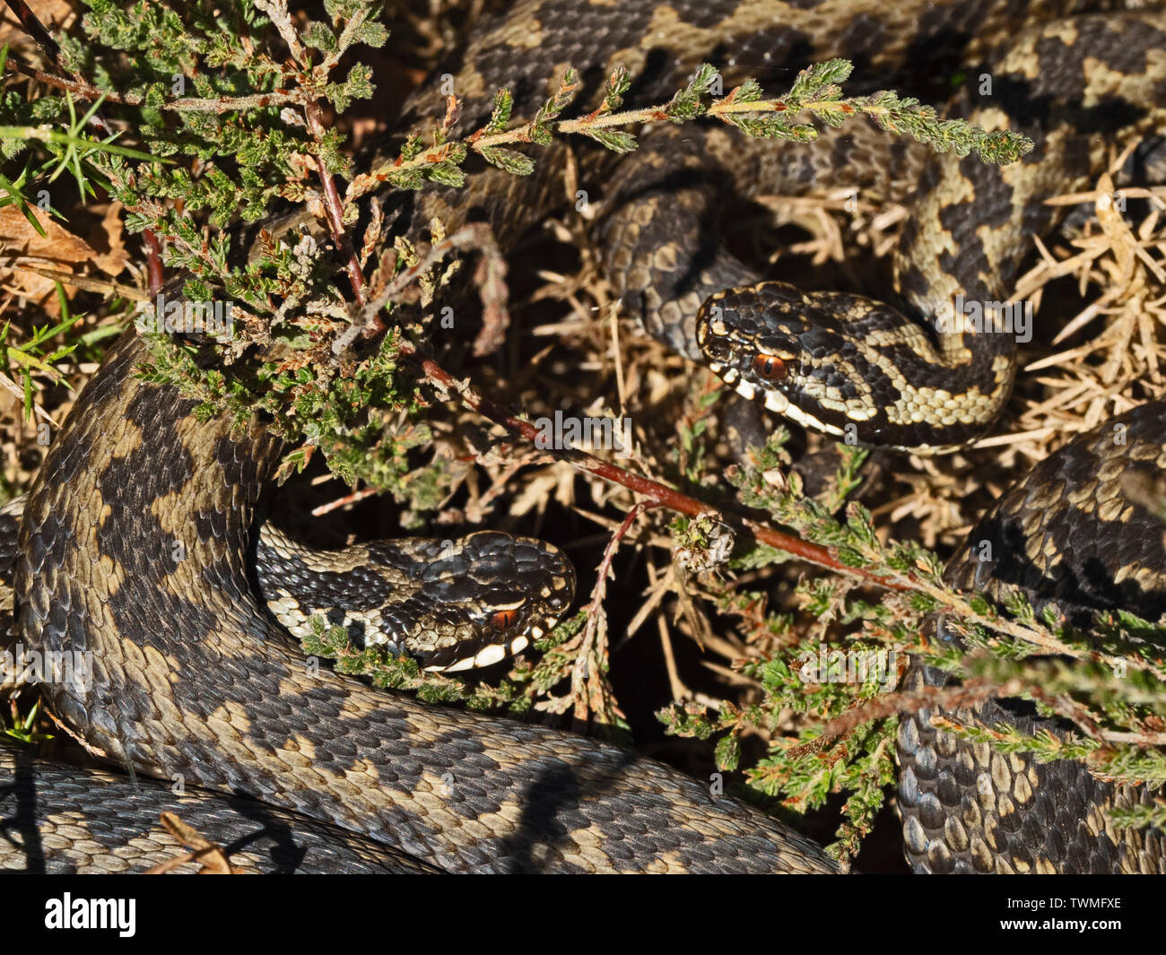 Adders (viper viper) emerging from hibernation to soak up the warm sunshine  near Holt North Norfolk Stock Photo