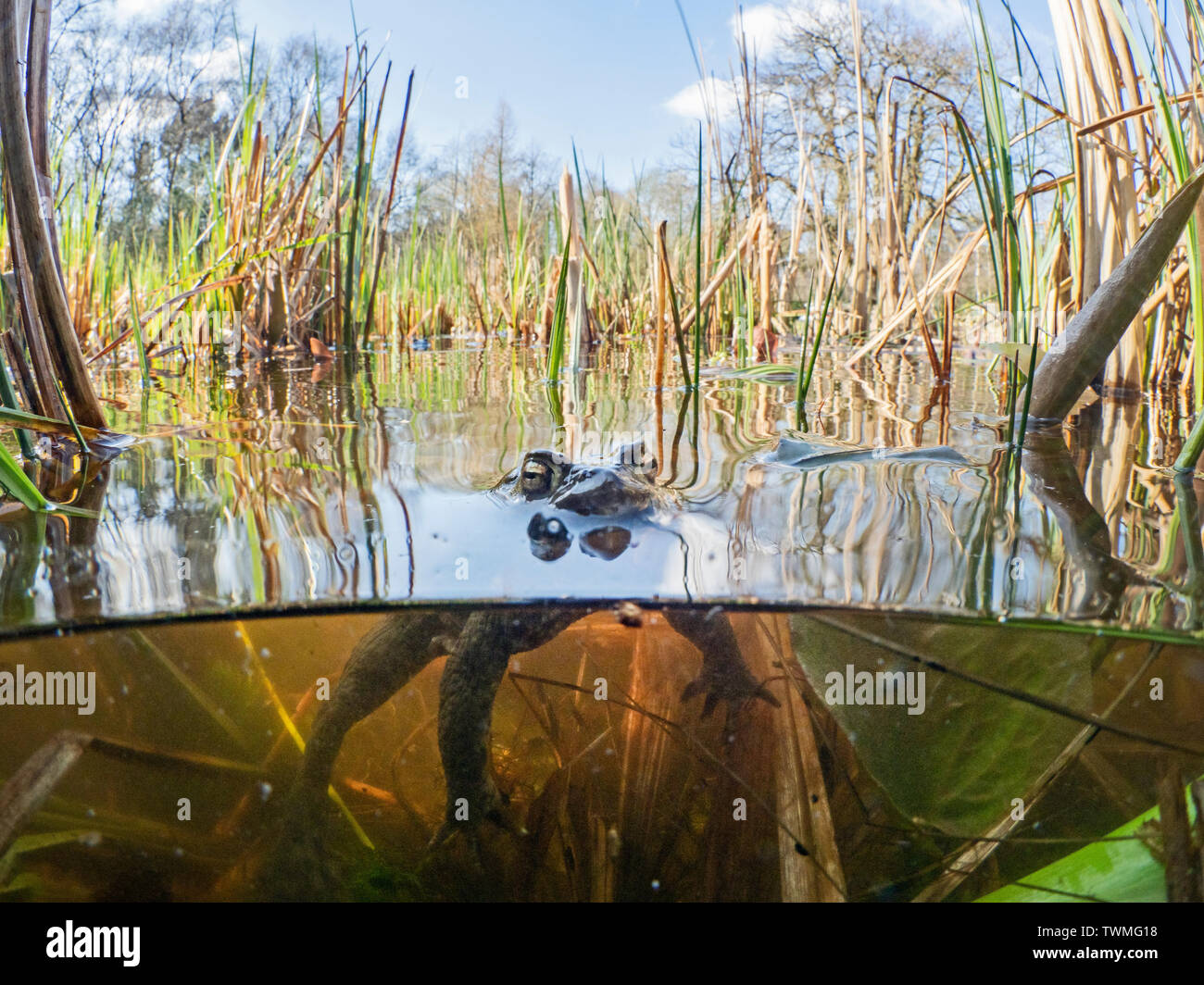 Common Toad Bufo bufo in pond during breeding season in early spring North Norfolk Stock Photo