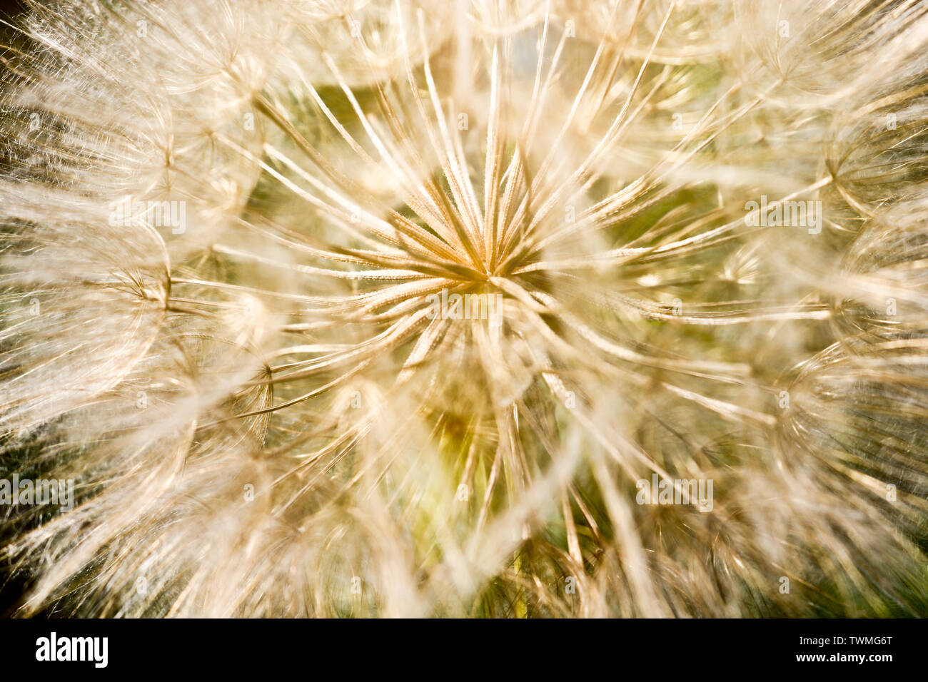Flower similar to a dandelion - meadow Salsify (common names Jack-in bed-at-noon, meadow salsify, showy goat's-beard or meadow goat's-beard). Tragopog Stock Photo