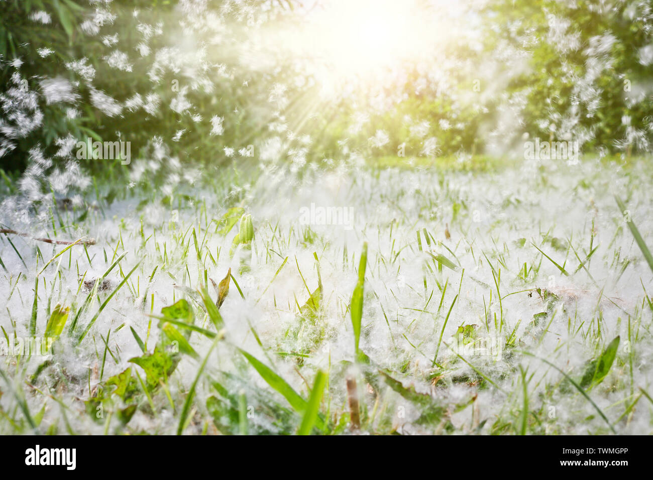 Poplar fluff lies in the green grass and flies through the air in the rays of sunlight. Selective soft focus. Strong allergen, health hazard concept. Stock Photo