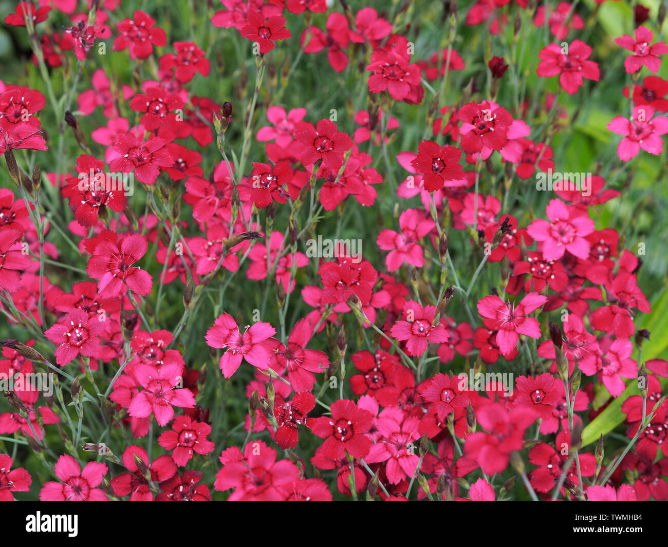 Close-up of a pink  carpet carnation Dianthus deltoides / Heide - Nelke Stock Photo
