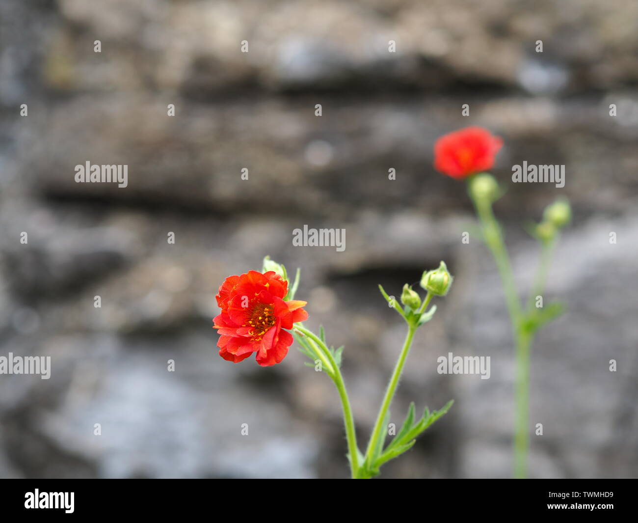 Closeup of a red geum chiloense / Geum quellyon / Avens in front of a ...
