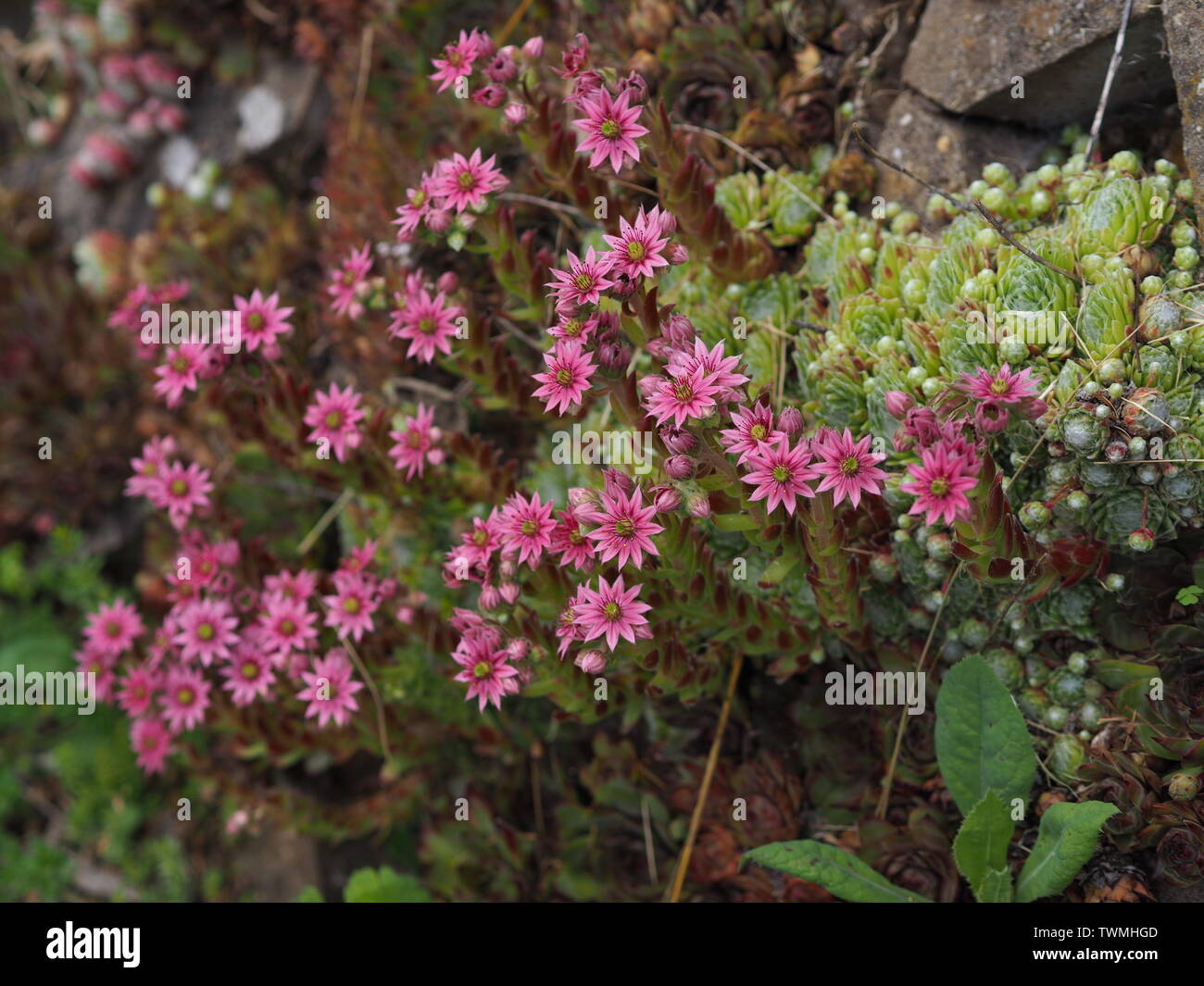 Close-up of pink flowering Sempervivum arachnoideum and other succulents Stock Photo