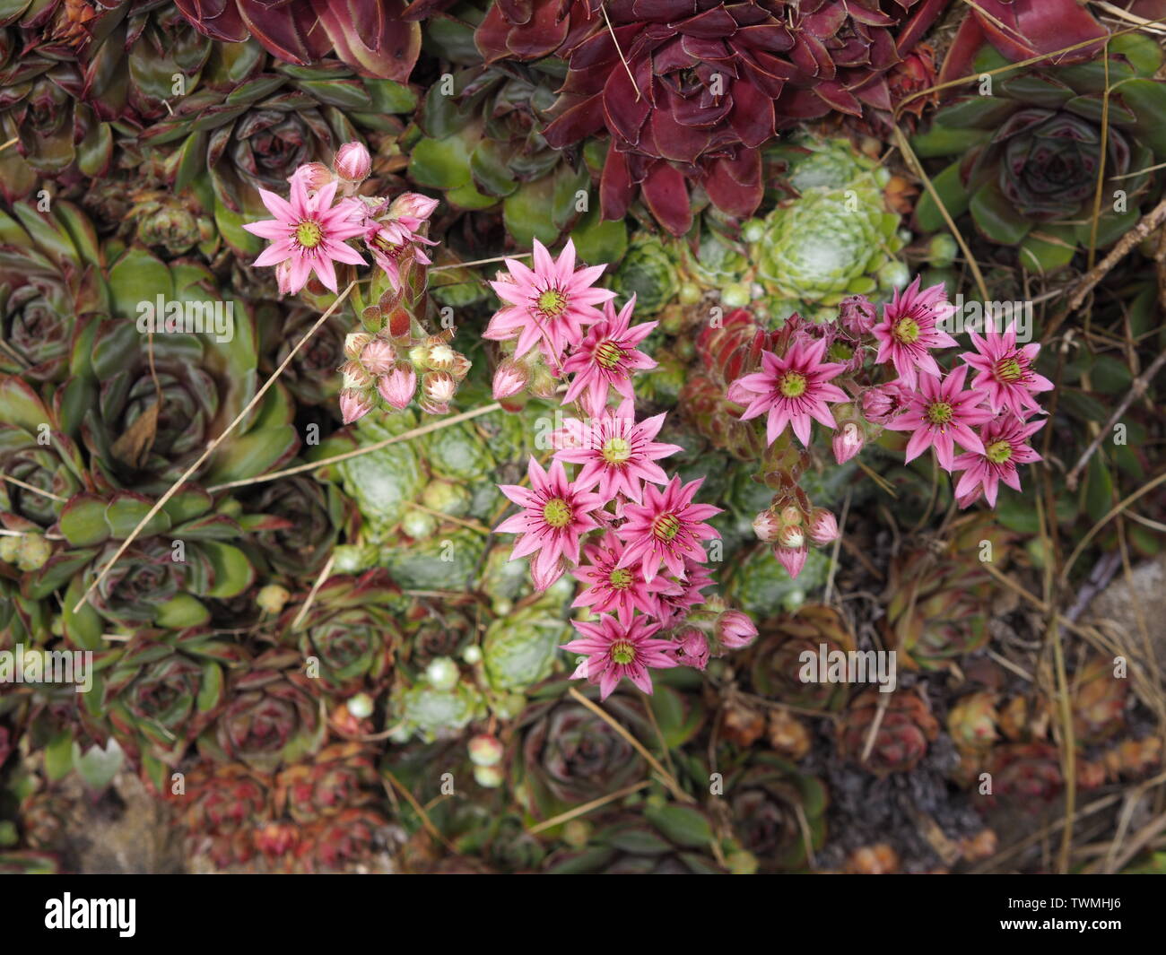 Close-up of pink flowering Sempervivum arachnoideum and other succulents Stock Photo