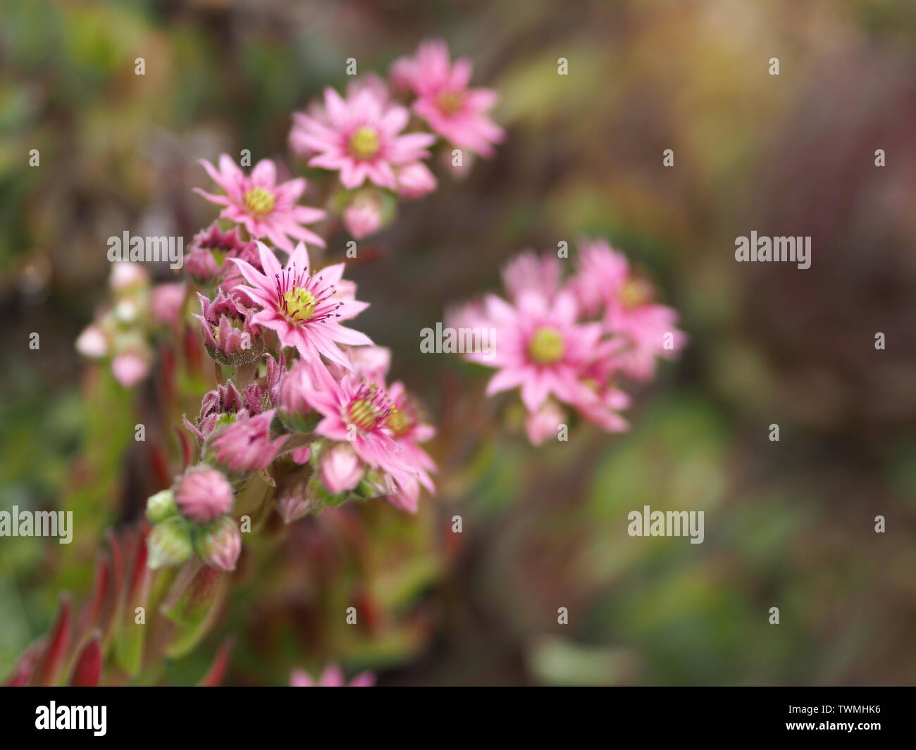 Close-up of pink flowering Sempervivum arachnoideum and other succulents Stock Photo