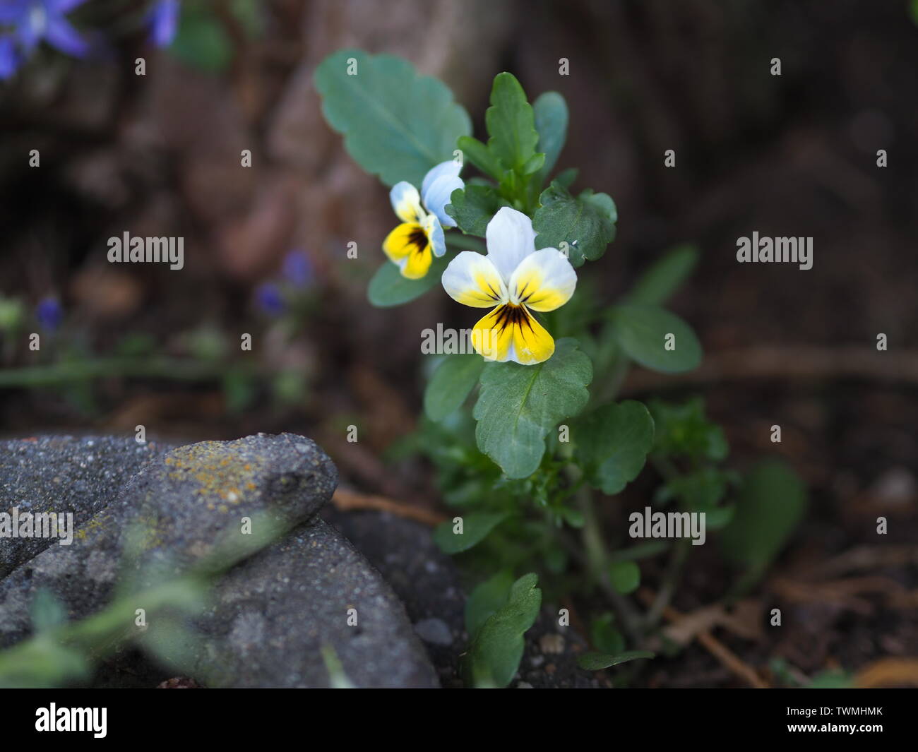 Closeup of a small yellow violet Viola cornuta horn violet Stock Photo