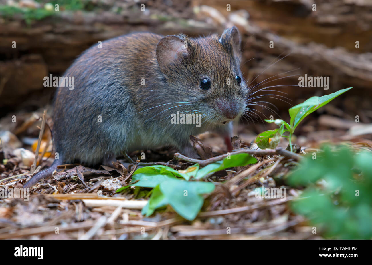 Bank vole feeding on forest leafy floor Stock Photo