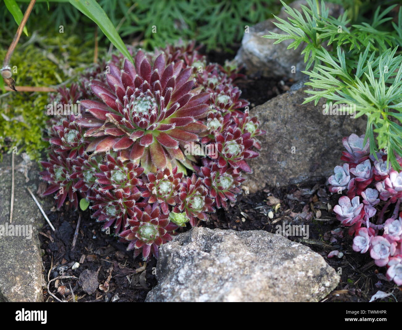Closeup of a group of red jovibarba in a rock garden Stock Photo