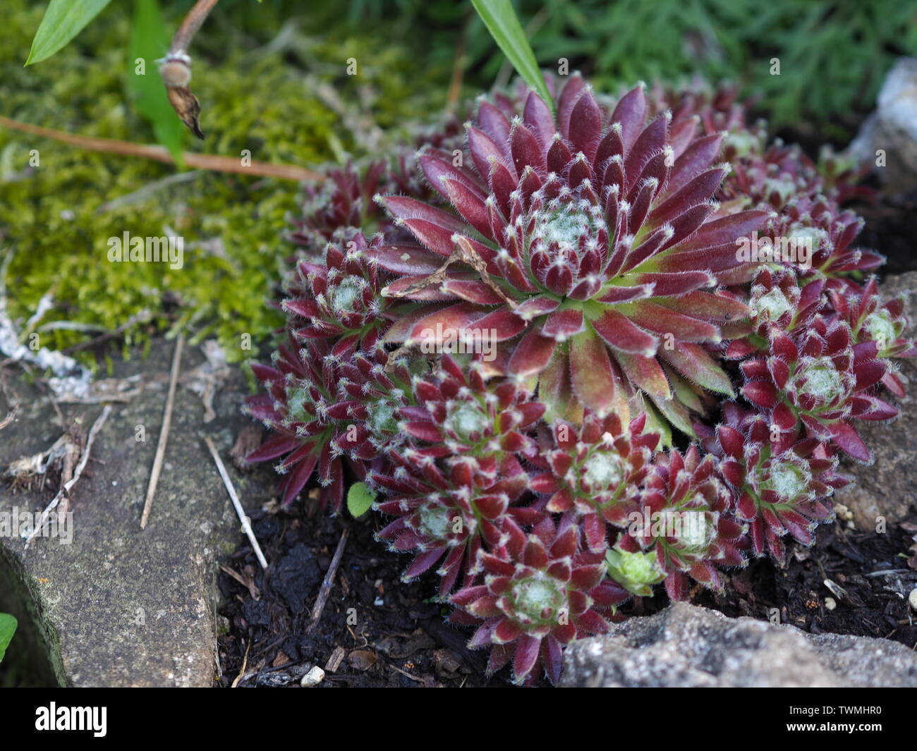 Jovibarba hires stock photography and images Alamy