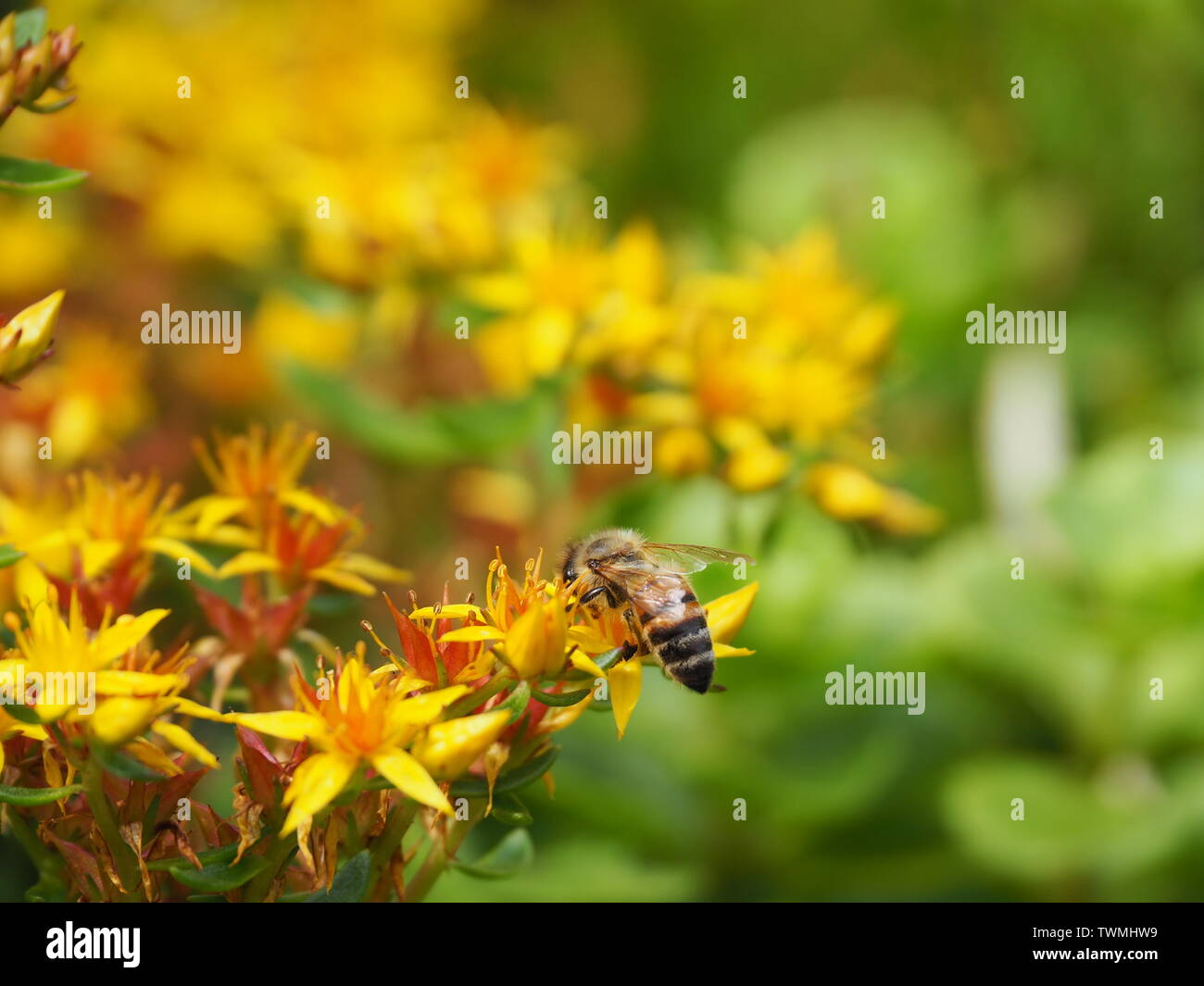 Closeup of a yellow flowering sedum palmeri with a honeybee Stock Photo